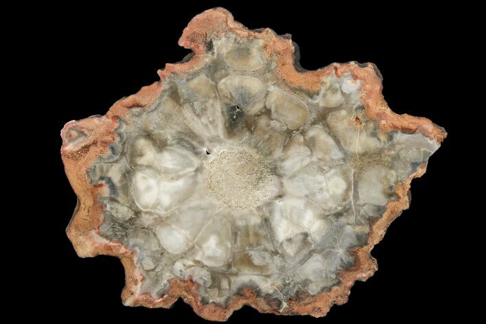 Chatoyant, Petrified Seed Fern (Rhexoxylon) Slab - Zimbabwe #166047